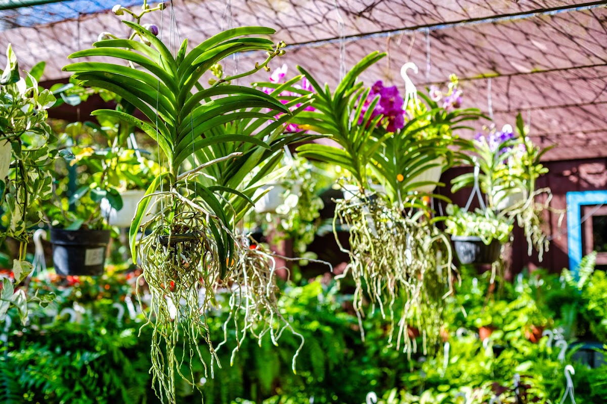 Paisajismo La Romana