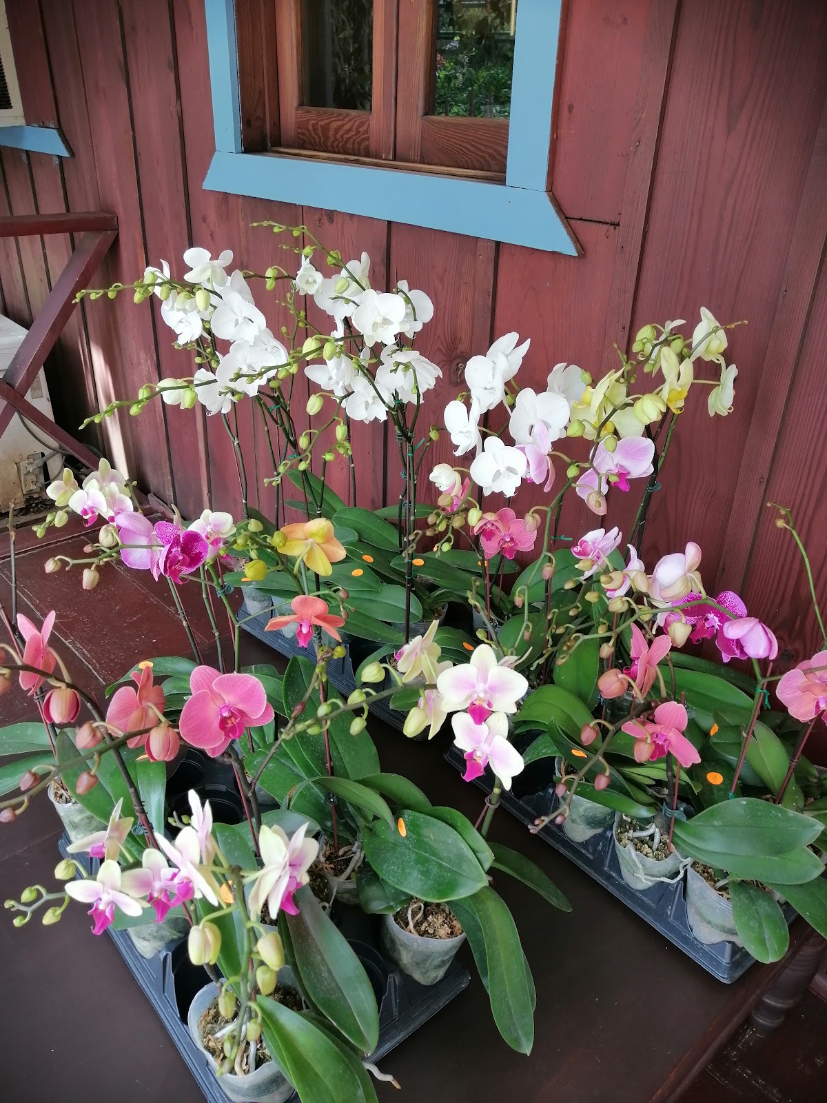 Árboles frutales jardín dominicano